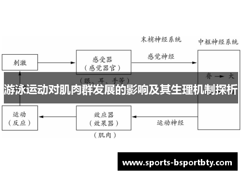 游泳运动对肌肉群发展的影响及其生理机制探析